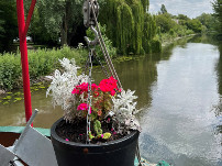 Syntan 2023: One of Polly Campbell's hanging baskets (Image: Tim Hart)